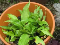 litte red joy_1024x768.webp