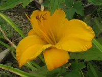 gold district2_1024x768.webp