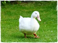 Ente (1).webp