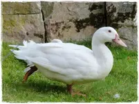 Ente (2).webp