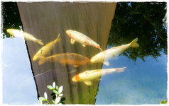 Koi.webp