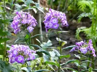 Phlox.webp