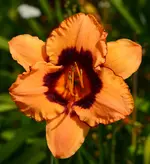 DSC_0001.webp