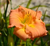 DSC_0005.webp