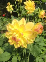 image.webp