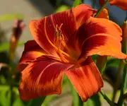 DSC_0009.webp