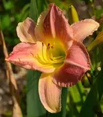 DSC_0010.webp