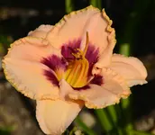 DSC_0011.webp
