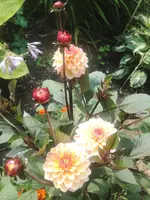 image.webp