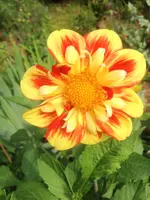 image.webp