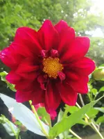 image.webp
