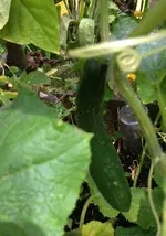 Salatgurke2.webp