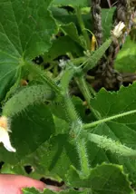 Salatgurken.webp