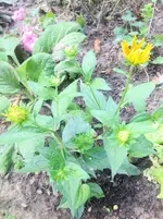 image.webp