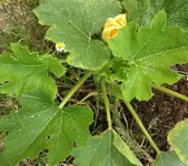 Zuchetti4.webp