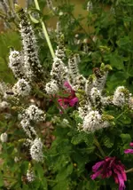Bienen2.webp