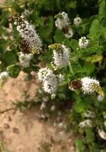 Bienen3.webp
