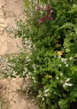 Bienenbeet.webp