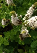 Bienen1.webp