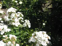 009.webp