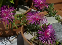Delosperma.webp