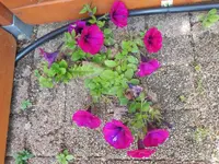 comp_DSCN1448.webp