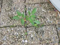 comp_DSCN1447.webp