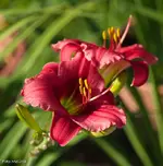 IMG_3607.webp