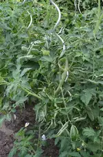 DSC_9542_Tomatendschungel.webp