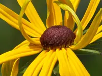 Goldsturm.webp