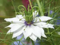Nigella.webp