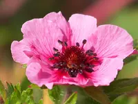 rotes Fingerkraut.webp