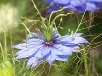 Jungfer im Grünen.webp