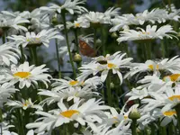 042.webp