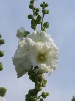 018.webp