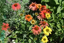 05 Sonnenhut bunt.webp