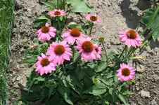 07 Sonnenhut rosa.webp