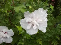 020 Hibiscus.webp