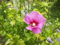 021 Hibiscus.webp
