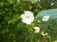022 Hibiscus.webp