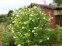 023 Hibiscus.webp