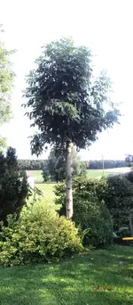 G_Esche_Spielecke__19.07.2014_mr.ditschy.webp