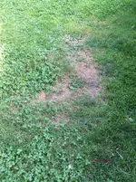 G_Rasen_beschädigt__19.07.2014_mr.ditschy.webp