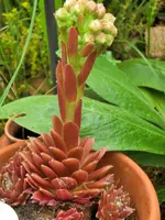 CIMG8325.webp