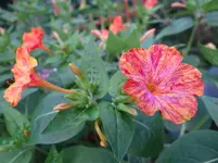 116.webp
