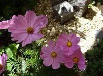 114.webp