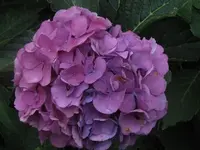 Bild 877.webp