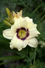 DSC_2125.webp