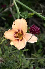DSC_2130.webp