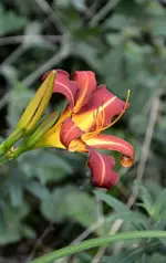 DSC_2133.webp